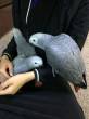 Precious African Grey Parrots for sale - Dubai-Pets