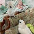 Cockatoo Parrots For Sale - Dubai-Pets