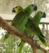 Gorgeous Amazon Parrots for sale - Dubai-Pets