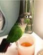 Green-cheeked parakeet Parrots For Sale - Abu Dhabi-Pets