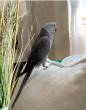 Indian Ring Neck Parrots For Sale - Al Ain-Pets