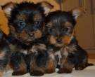 Home Raised Yorkie Puppies - Dubai-Pets