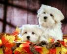 White Maltese Puppy for Sale - Abu Dhabi-Pets