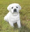 Labrador Retriever Puppies - Ras Al Khaimah-Pets