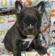 French Bulldog Puppies for Adoption - Sharjah-Pets