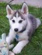 Siberian Husky Puppy For Adoption - Dubai-Pets