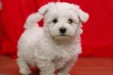 Adorable Maltese puppies - Ras Al Khaimah-Pets