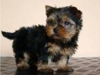 Yorkshire Terrier Puppies for Sale - Abu Dhabi-Pets