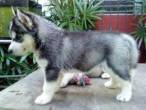 husky Puppies for Adoption - Umm al-Quwain-Pets