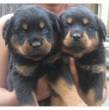 Wonderful Rottweiler Puppies for Adoption - Ajman-Pets