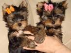 Lovely Yorkie Puppies Available - Al Ain-Pets