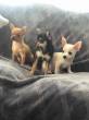 Beautiful chihuahua puppies - Dubai-Pets
