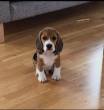 Pure Beagle puppies - Dubai-Pets