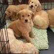 Males and Females  Golden Retriever puppies available