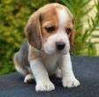 Beagle Puppies For Adoption - Sharjah-Pets