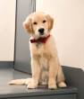 Al Ain-Pets