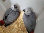 AFRICAN GREY BABIES PARROTS - Fujairah-Pets