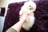Priceless White Pomeranian Puppy - Fujairah-Pets