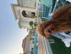 Abu Dhabi-Pets