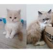 Himalayan kittens pair for sale