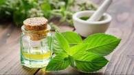 What Is The Difference Between Peppermint Oil And Menthol?